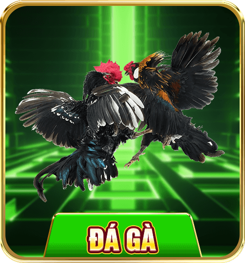 đá gà